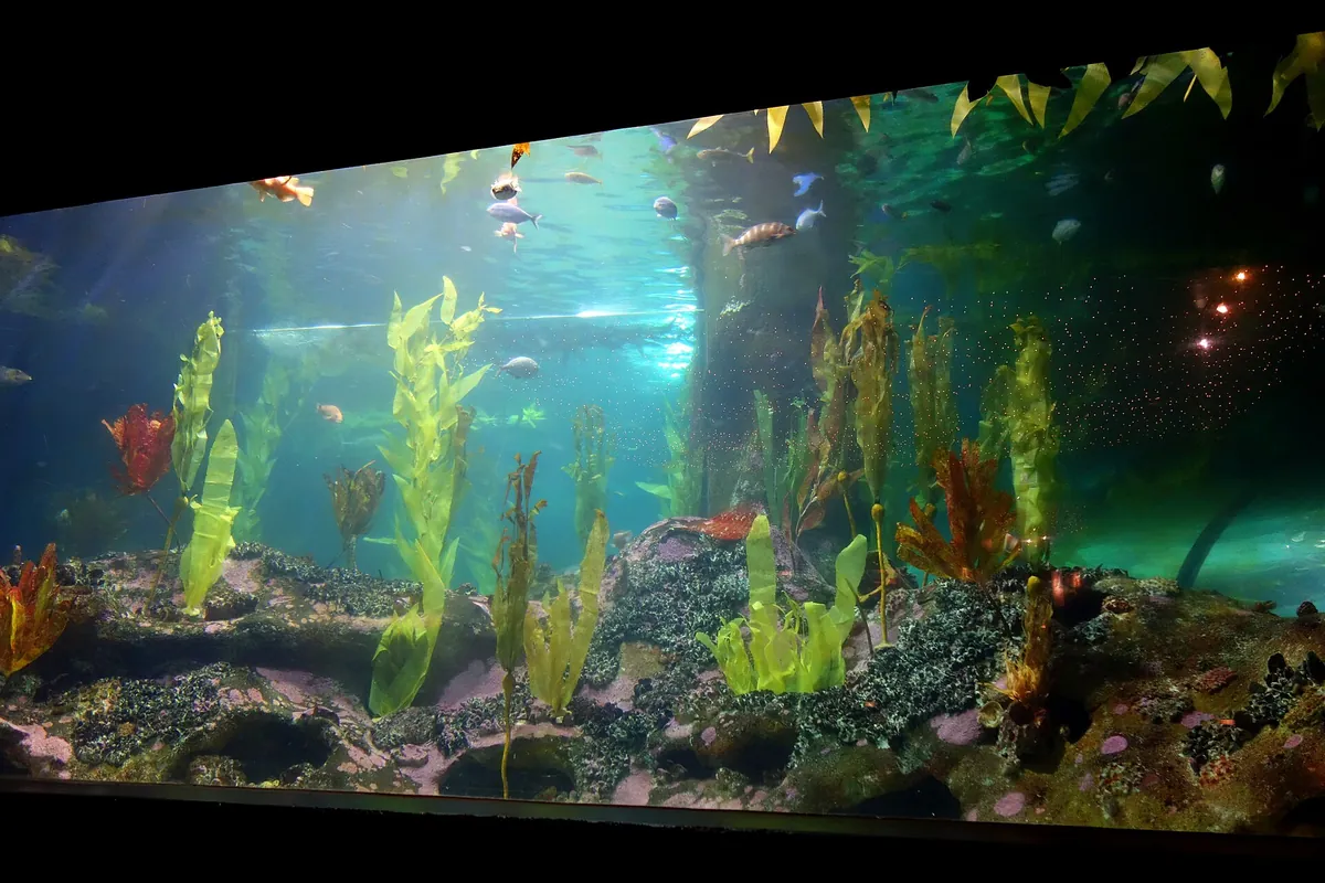 National Aquarium of New Zealand