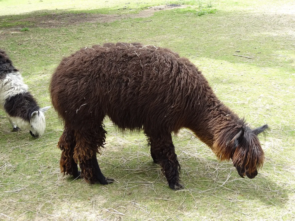 Tierpark Klosterwald