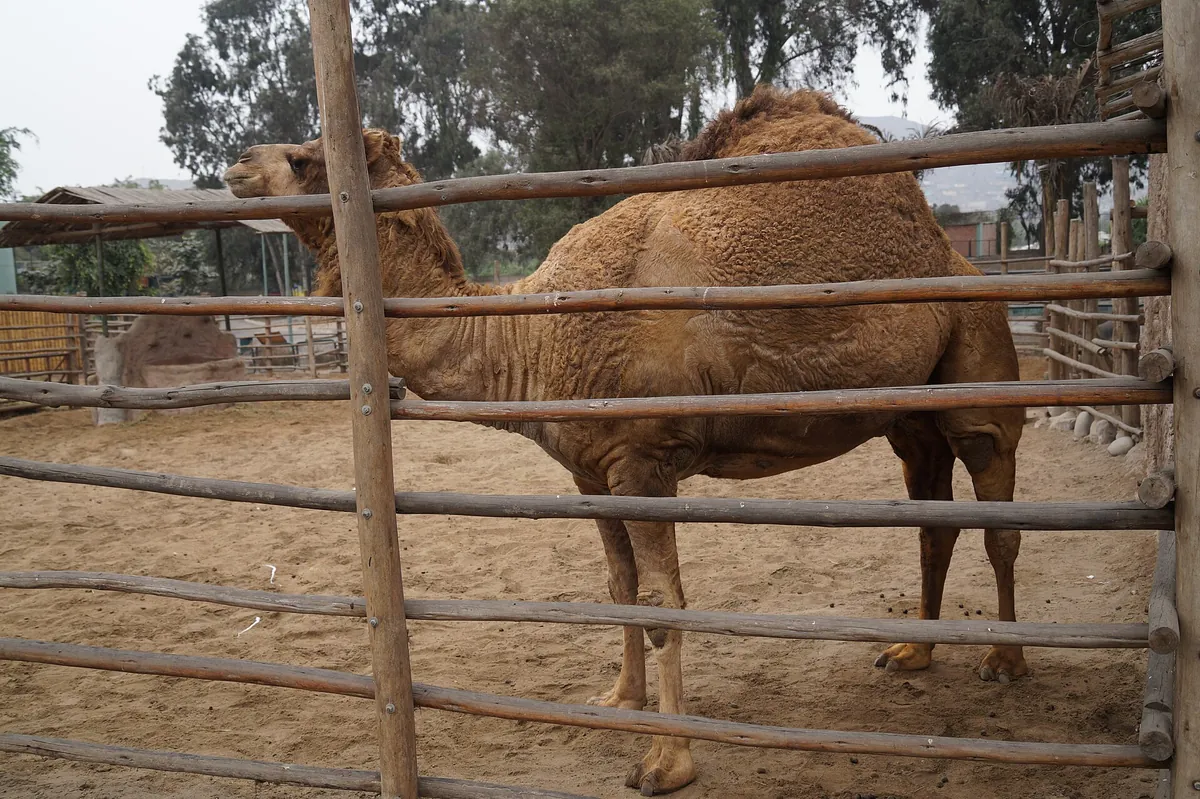 Huachipa Zoo Park