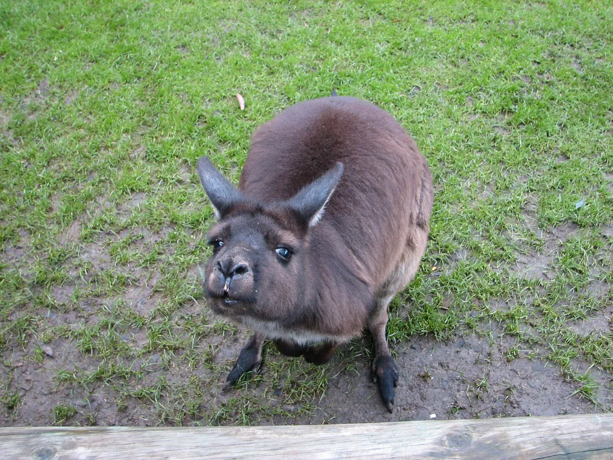 Ballarat Wildlife Park