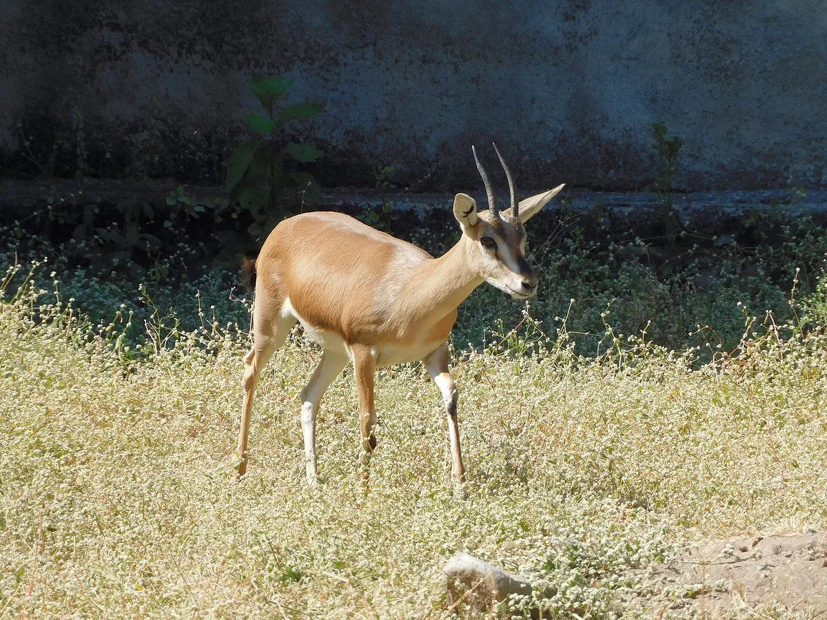 Sakkarbaug Zoological Garden