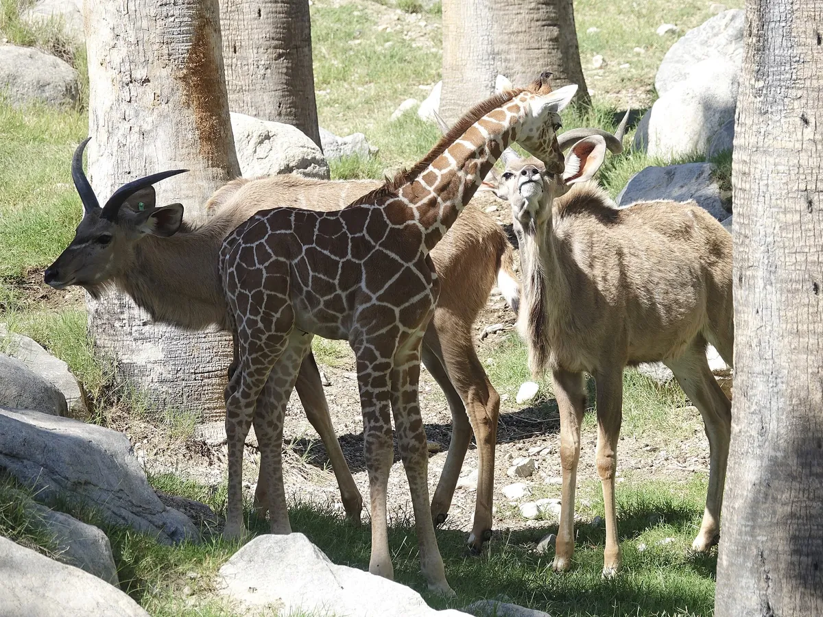 The Living Desert