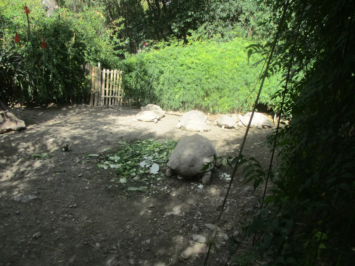 Africam Safari