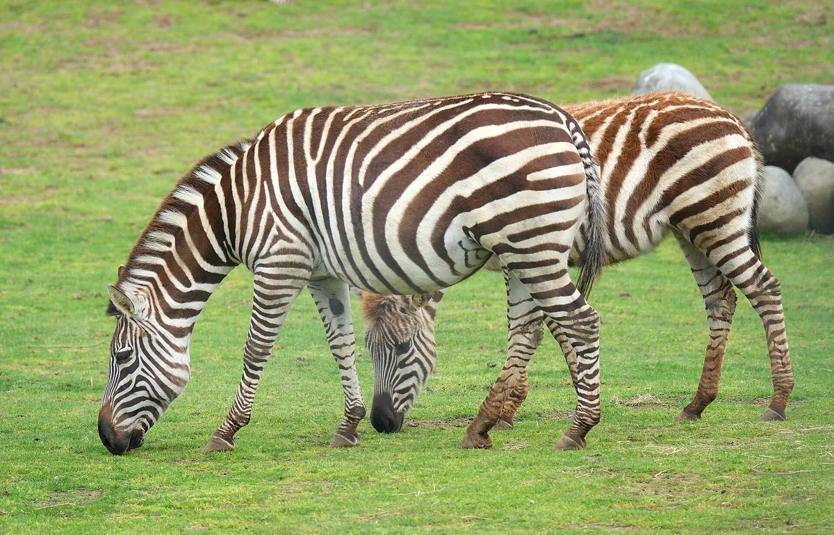 Hamilton Zoo