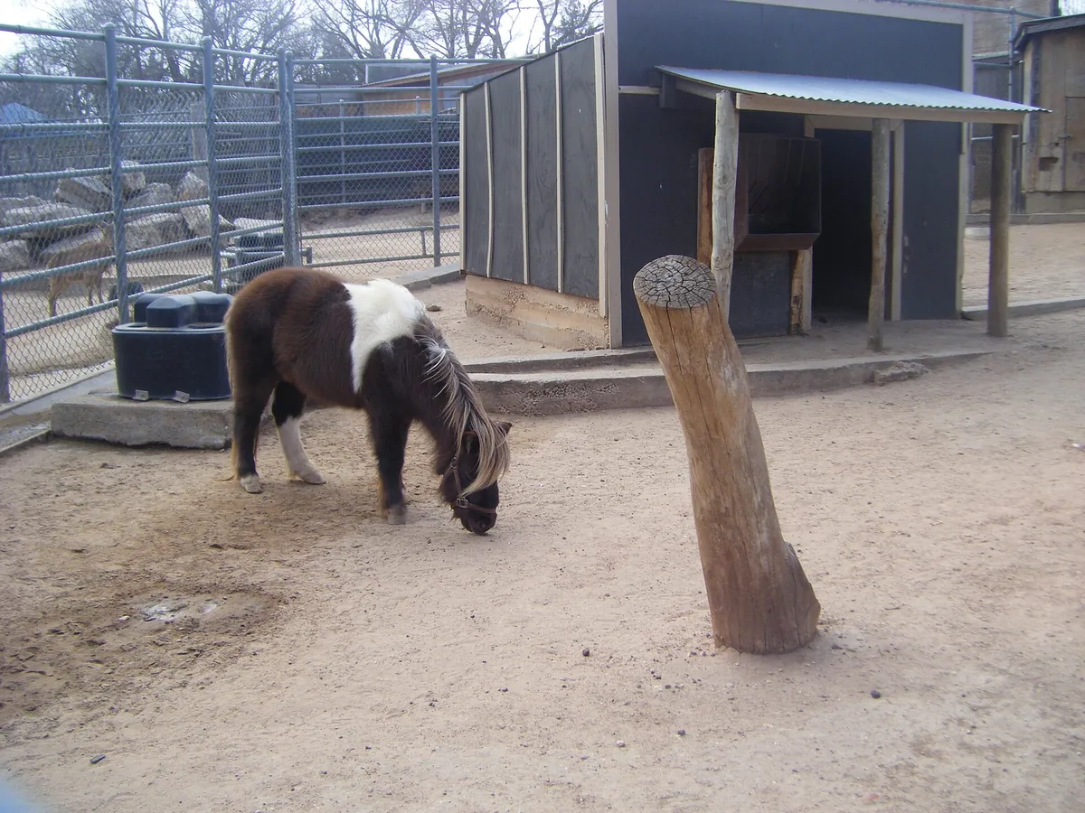 Amarillo Zoo
