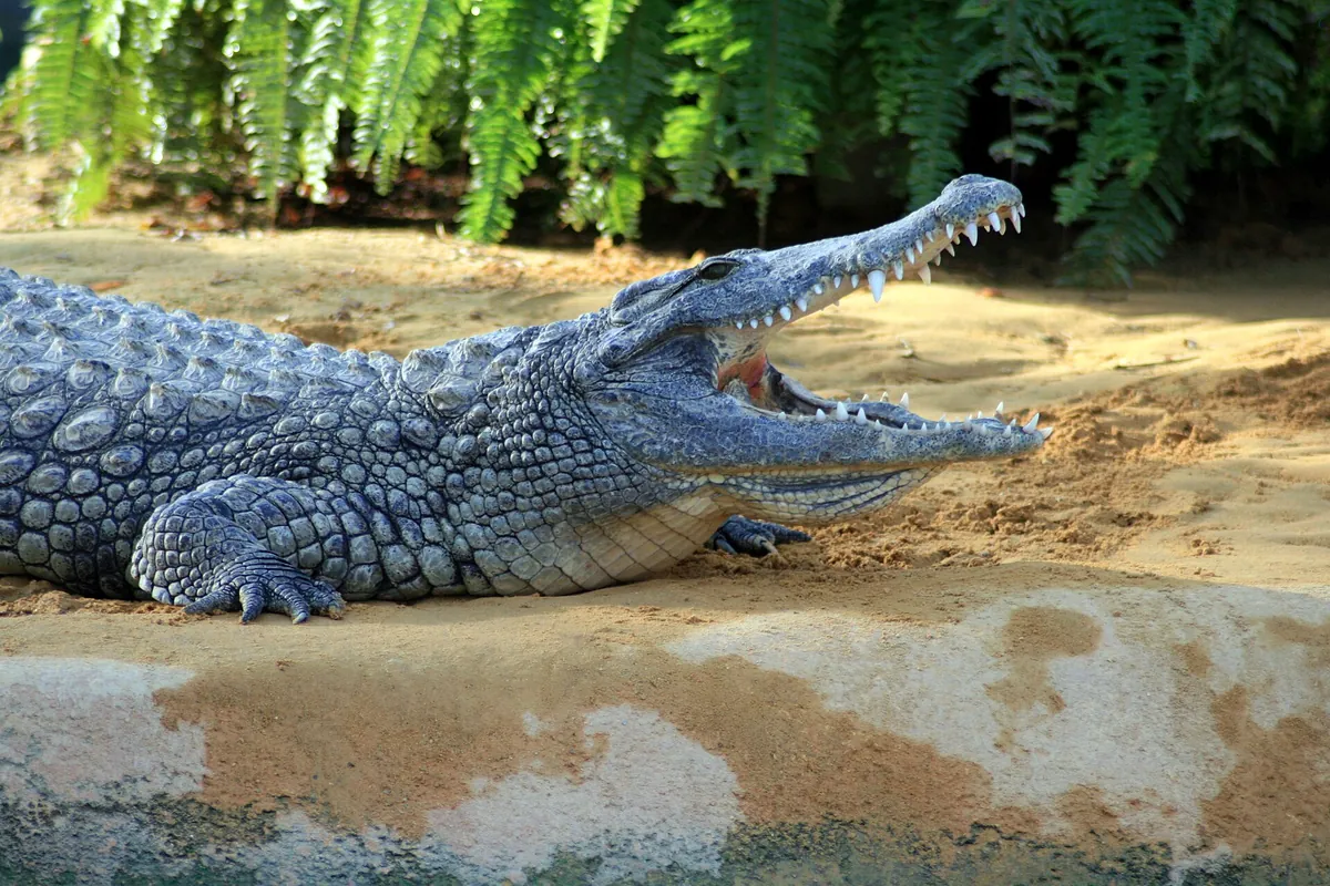 La Ferme aux crocodiles