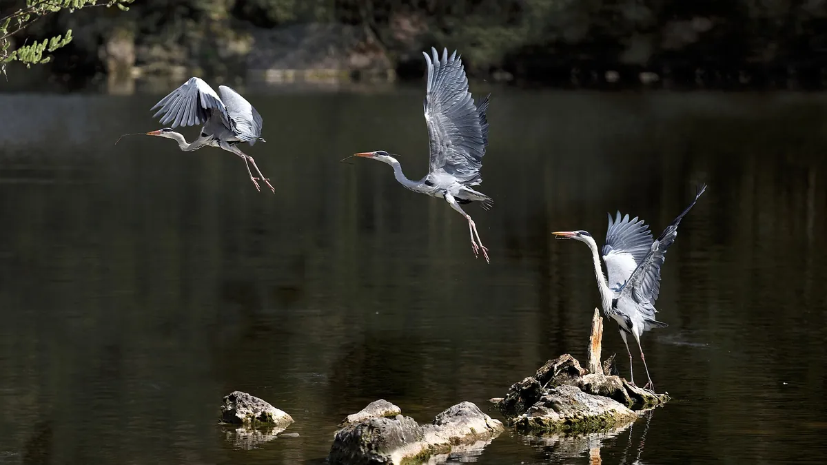 Natur- und Tierpark Goldau