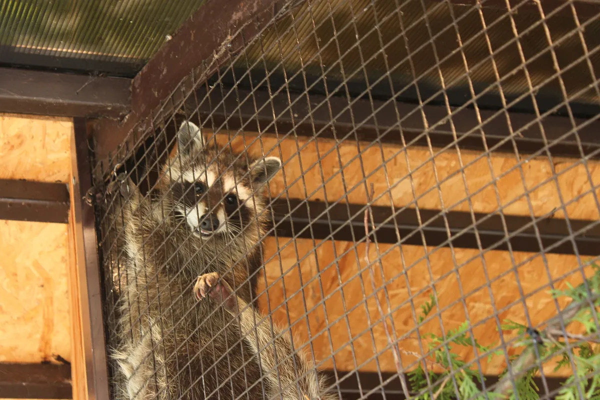 Lutsk Zoo