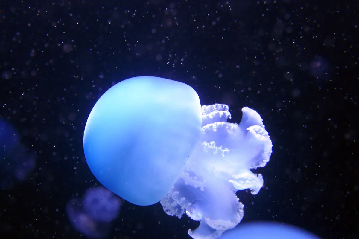 Aquarium Berlin