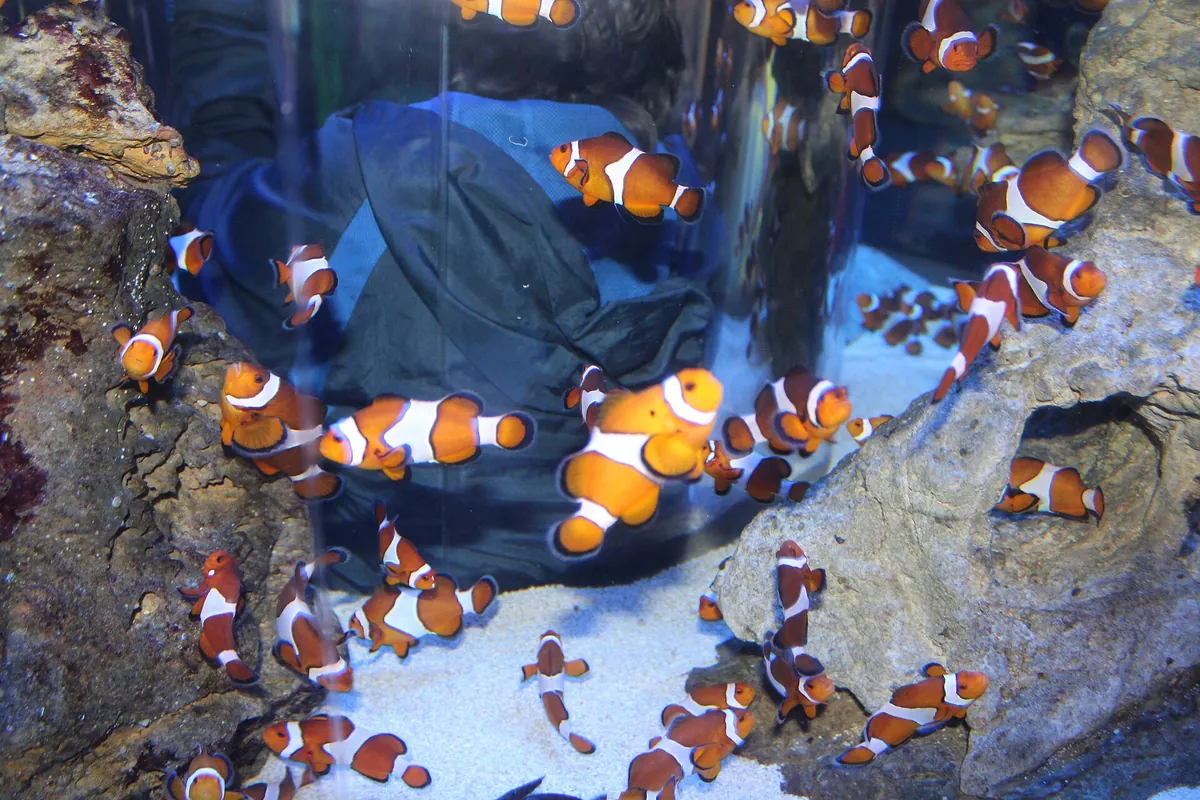 Two Oceans Aquarium