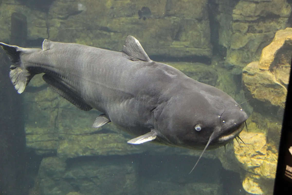 Tennessee Aquarium