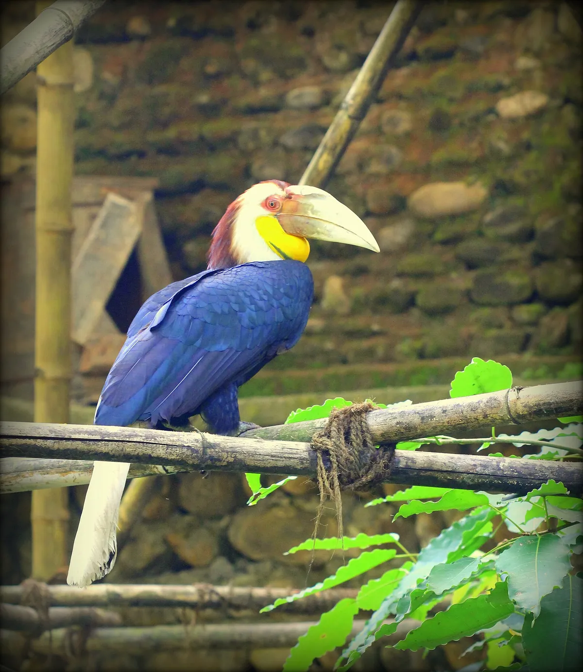 Nagaland Zoological Park