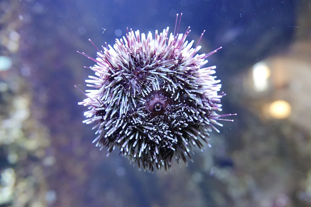 Aquarium Berlin