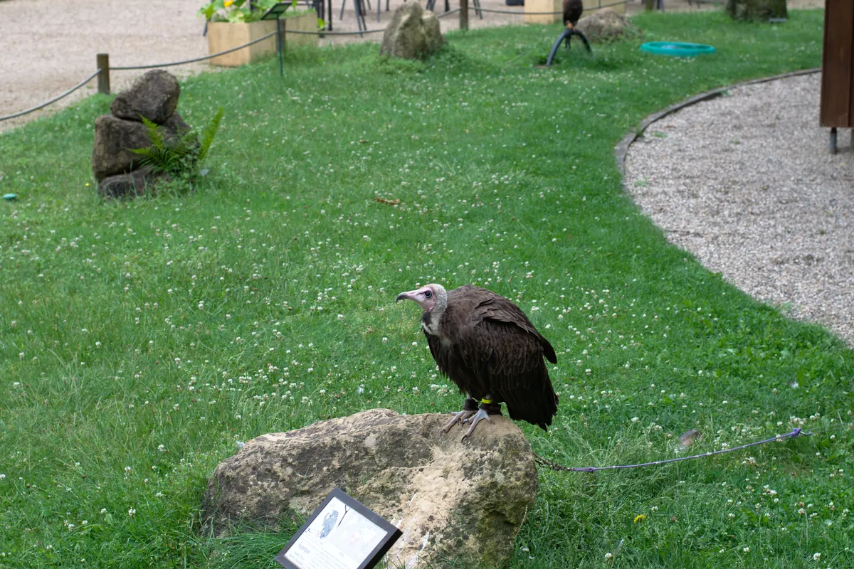 Zoofalknerei Neunkirchen
