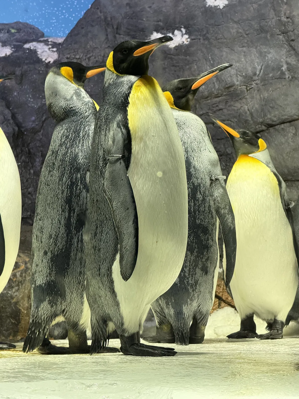 Osaka Aquarium Kaiyukan