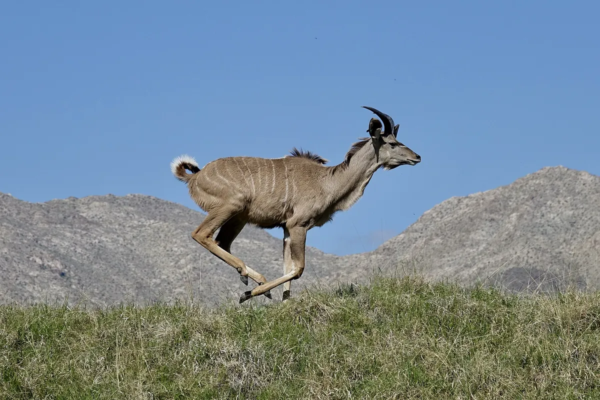 The Living Desert