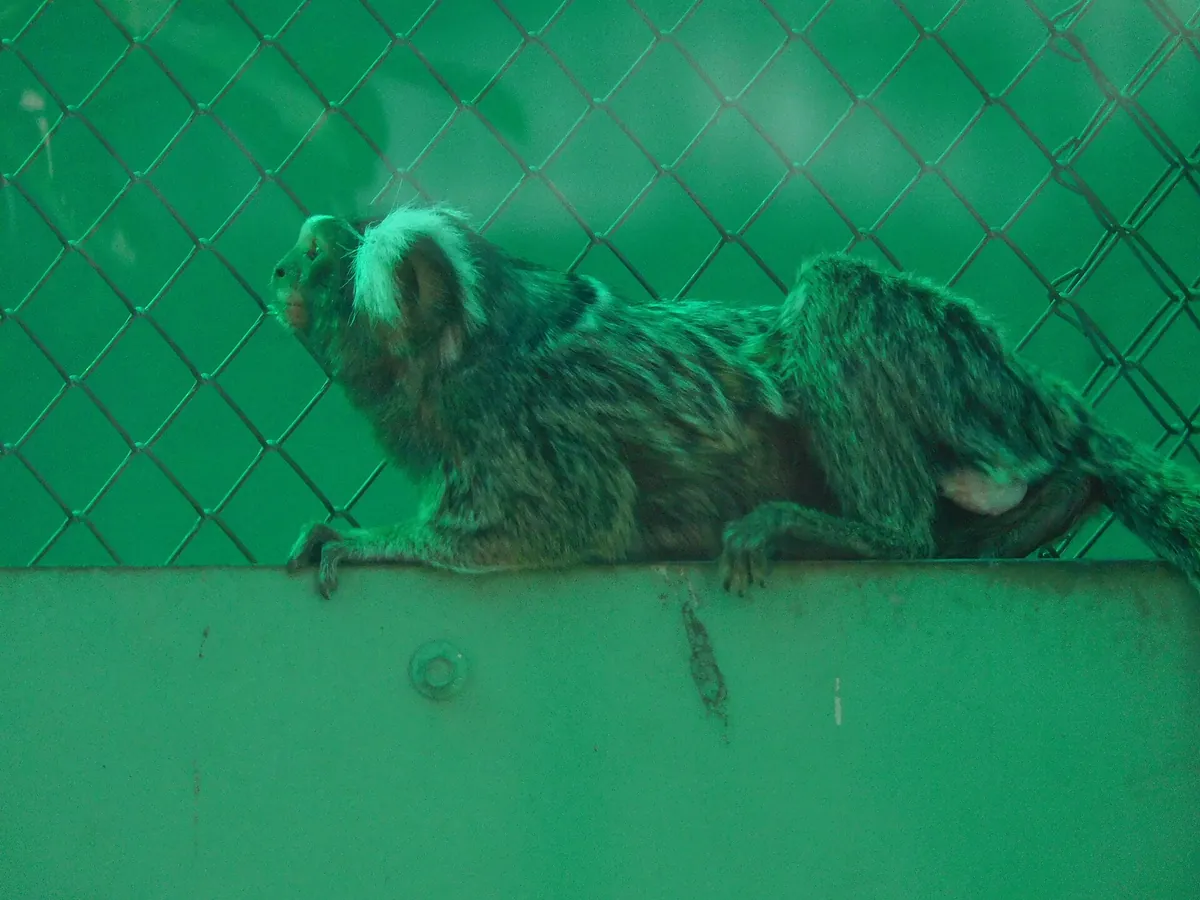 Sakkarbaug Zoological Garden