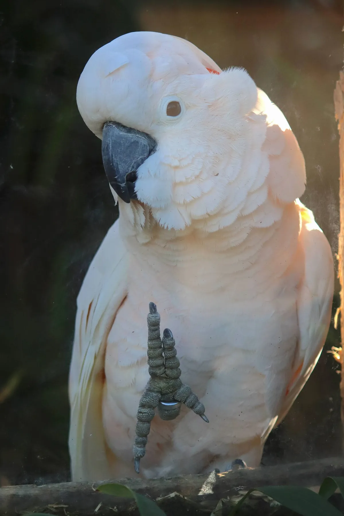 Zooparc de Trégomeur