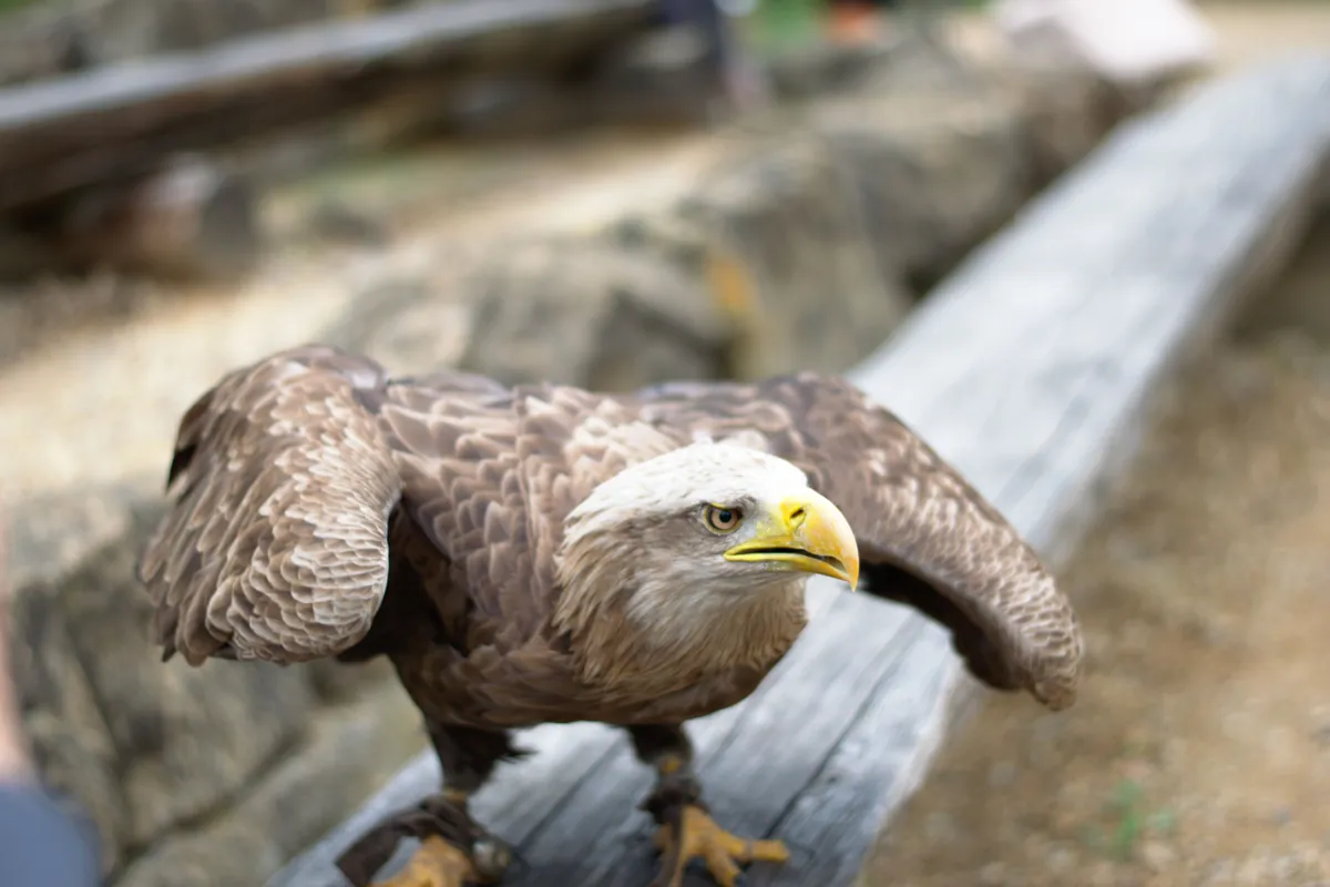 Zoofalknerei Neunkirchen