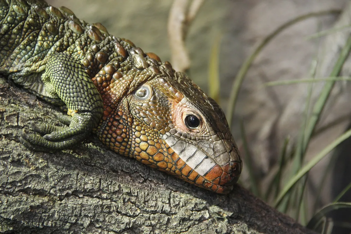 Zoo Hluboká