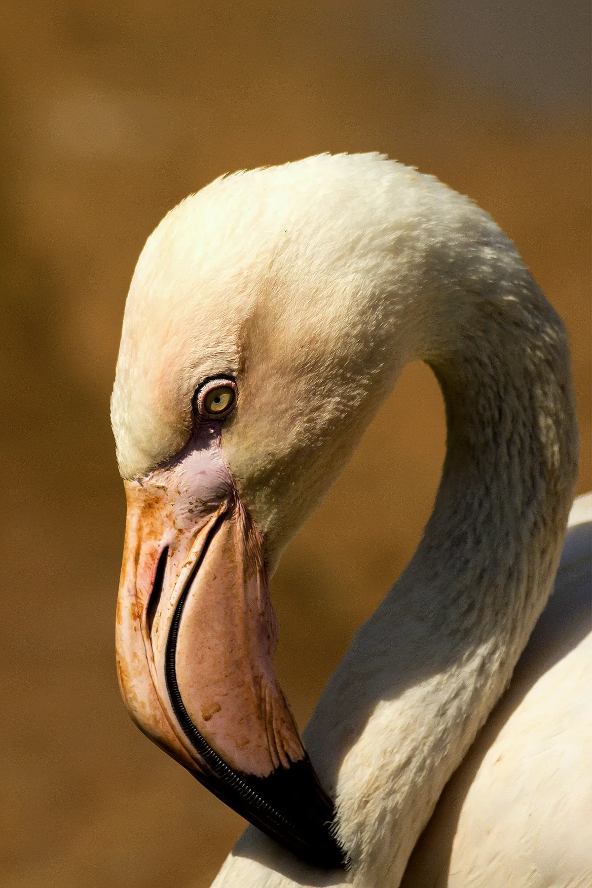 Limassol Zoo