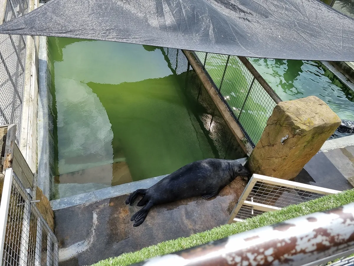 Cornish Seal Sanctuary