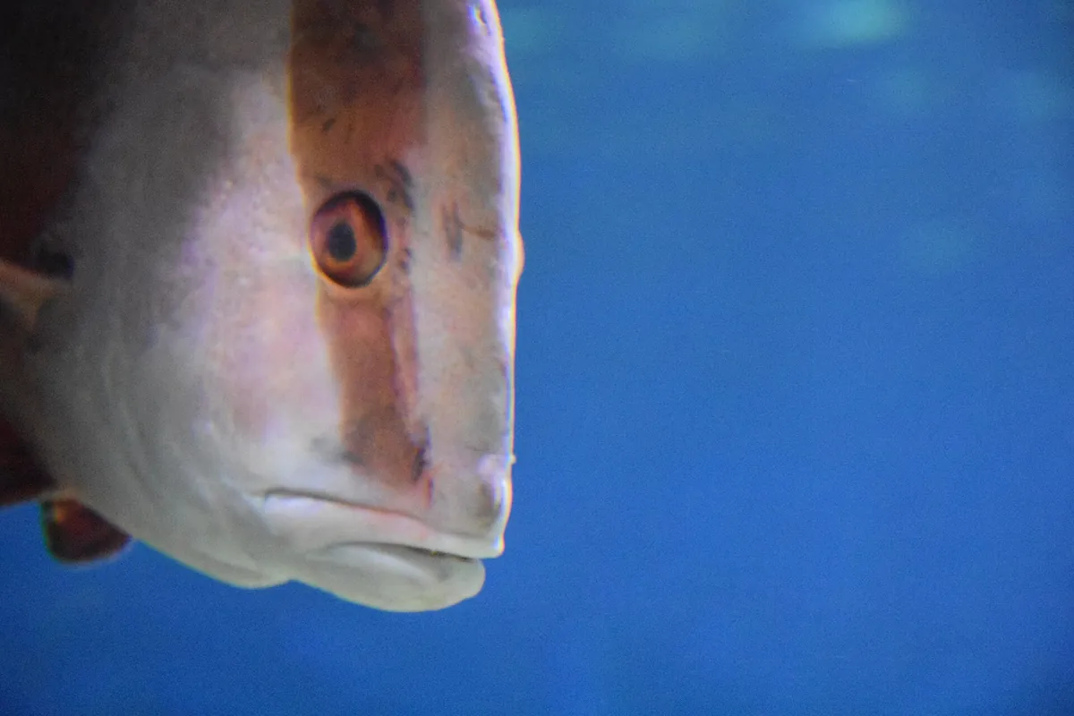 Israel aquarium