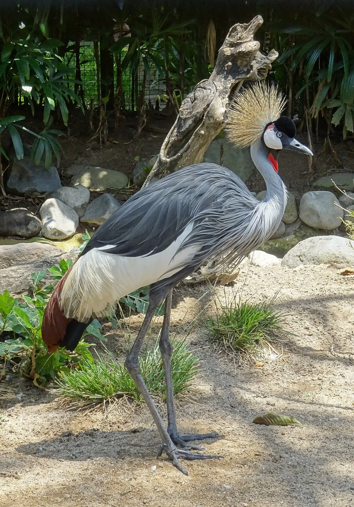 Bali Bird Park