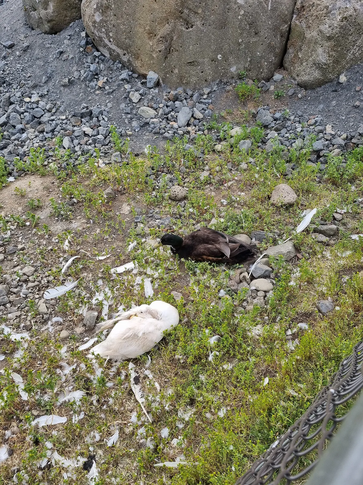 Reykjavík Park and Zoo