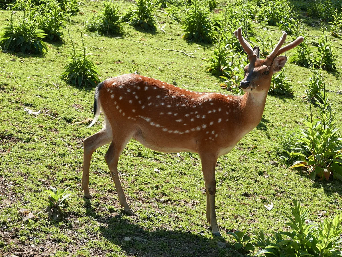 Schwarzwaldzoo Waldkirch