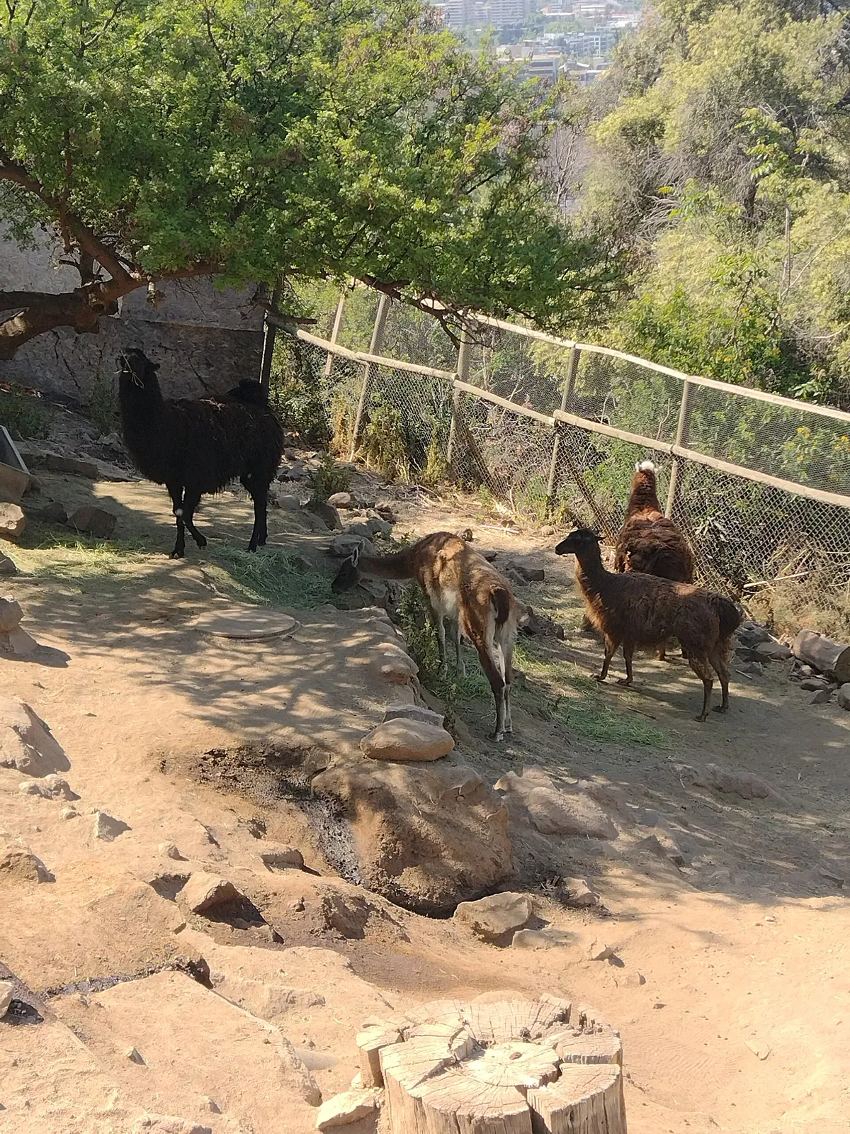 Zoológico Nacional, Parque Metropolitano de Santiago