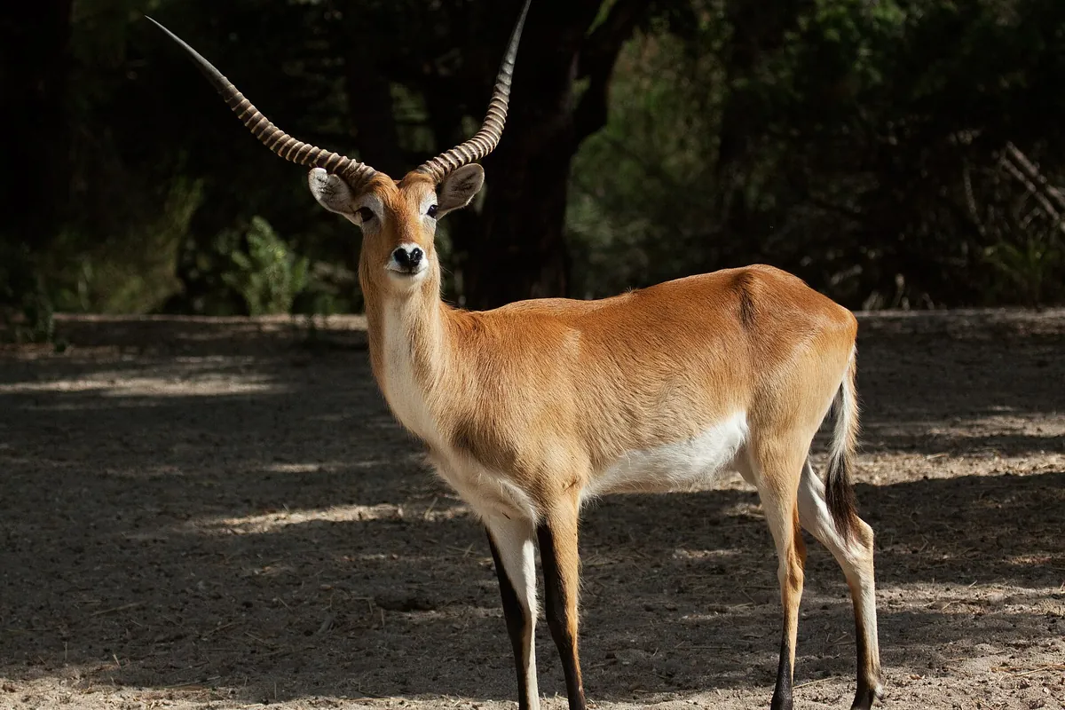 Badoca Safari Park
