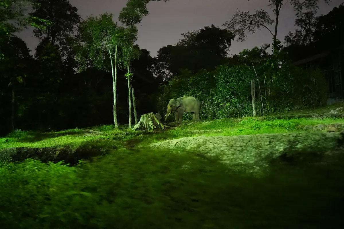 Night Safari