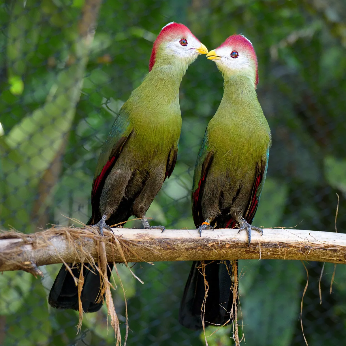 Palm Beach Zoo