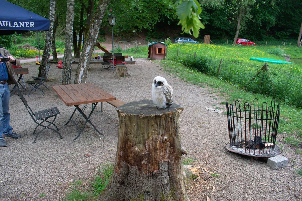 Greifvogelpark Saarburg