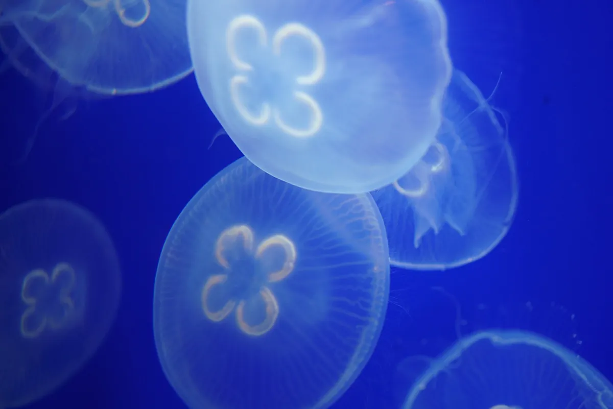 North Carolina Aquarium at Pine Knoll Shores
