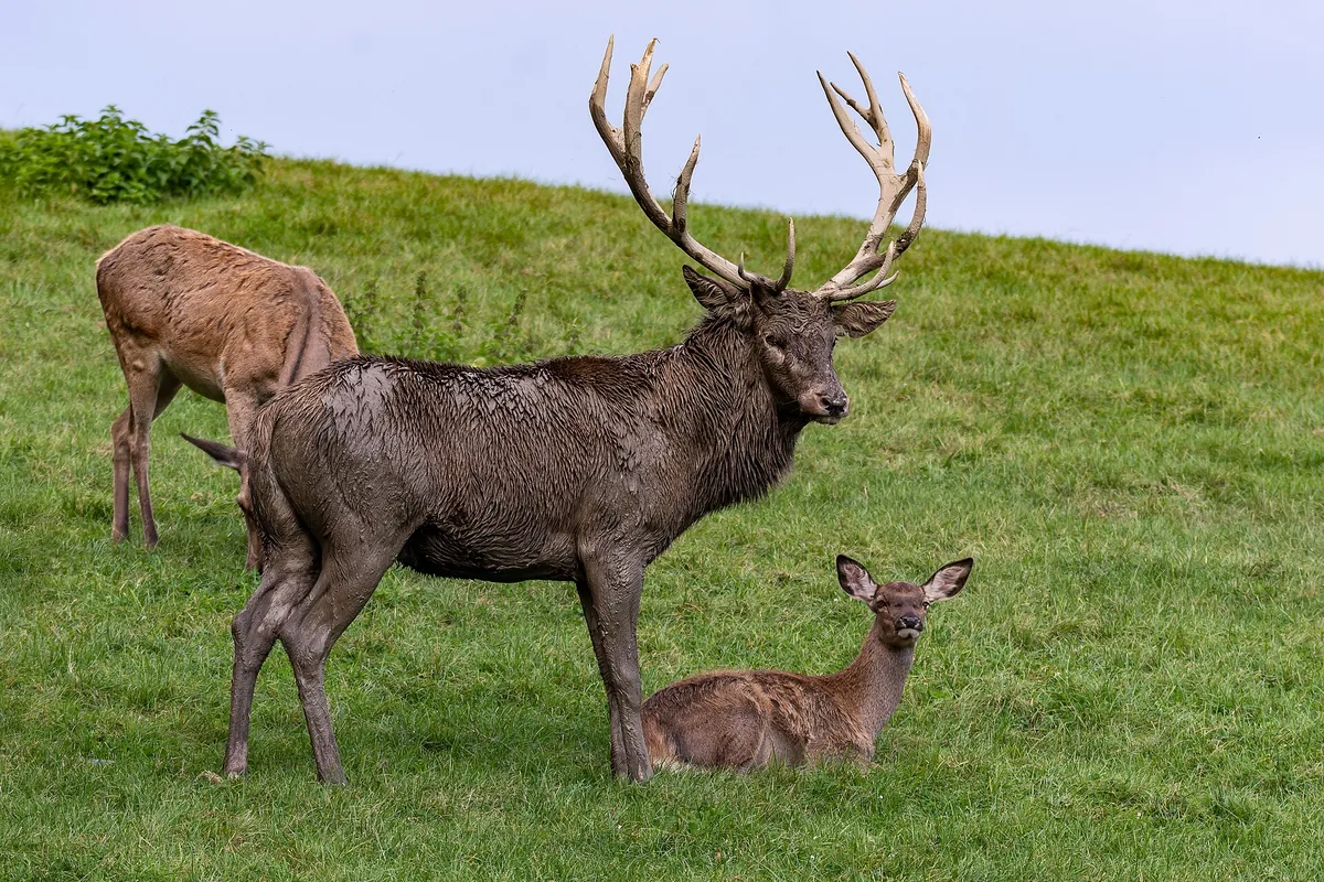 Tierpark Altenfelden