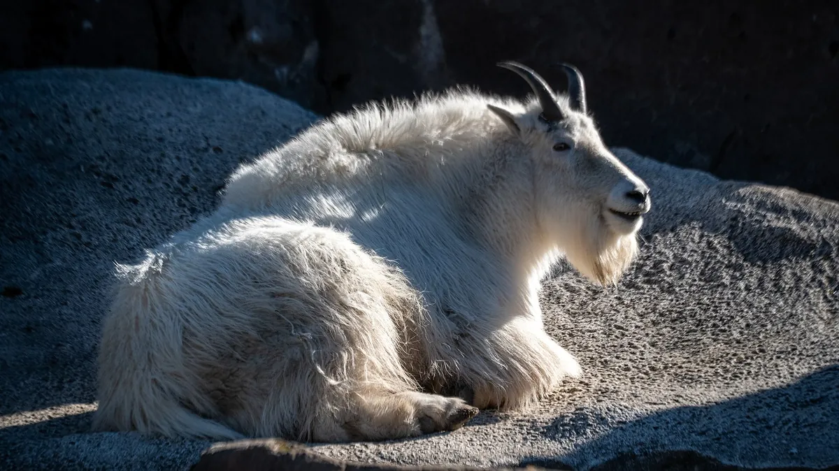 Oregon Zoo