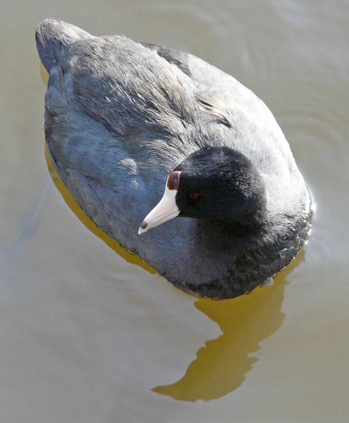 Sedgwick County Zoo