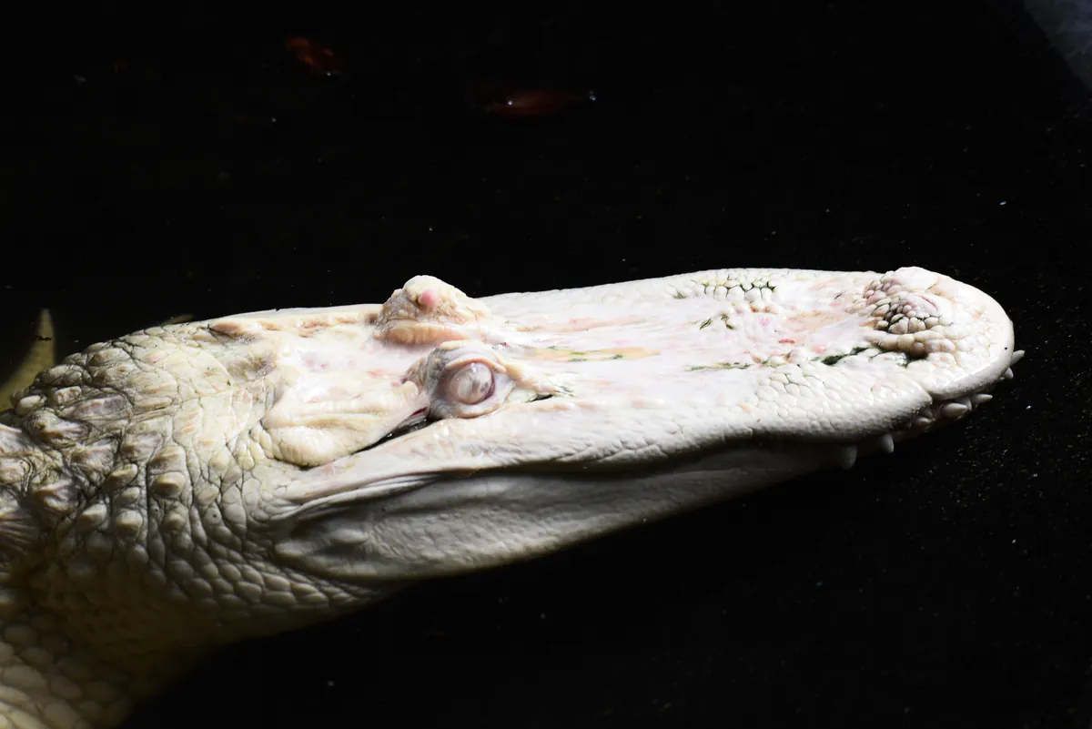 St. Augustine Alligator Farm
