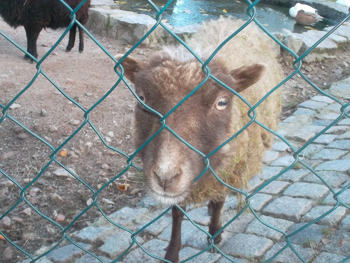 Zoo der Minis