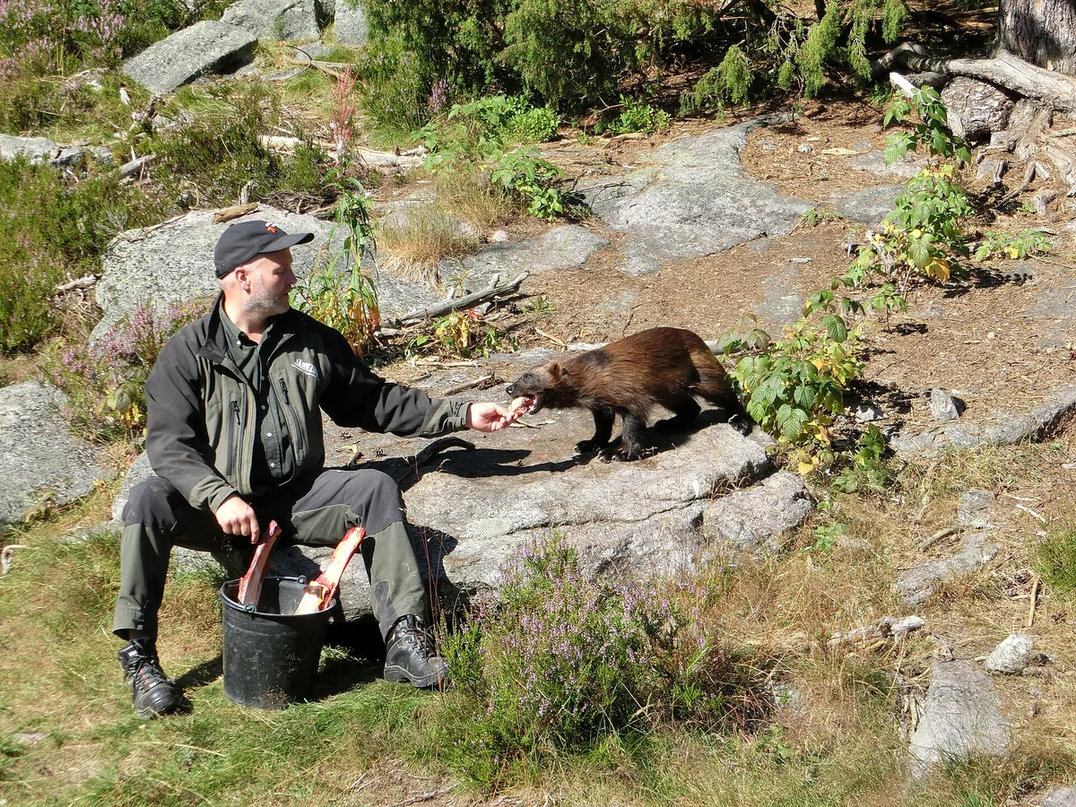 Järvzoo