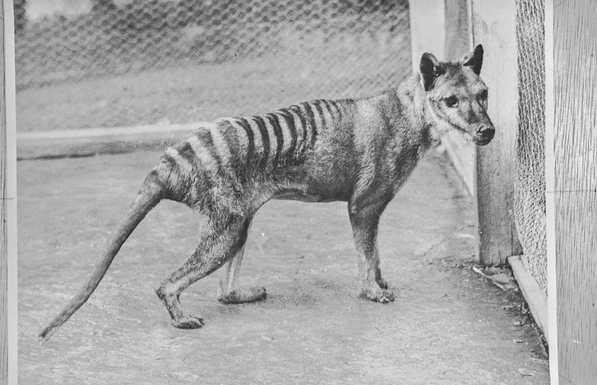 Hobart Zoo