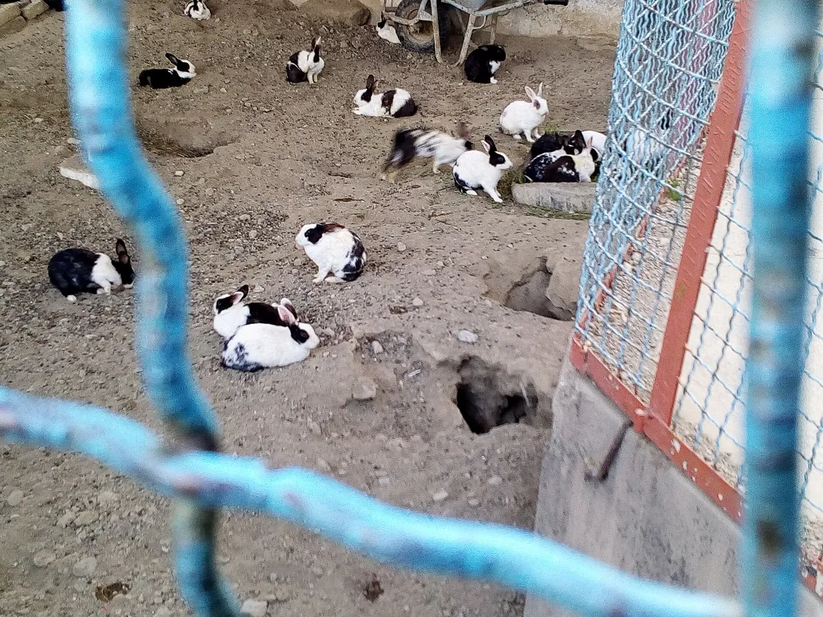 Kabul Zoo