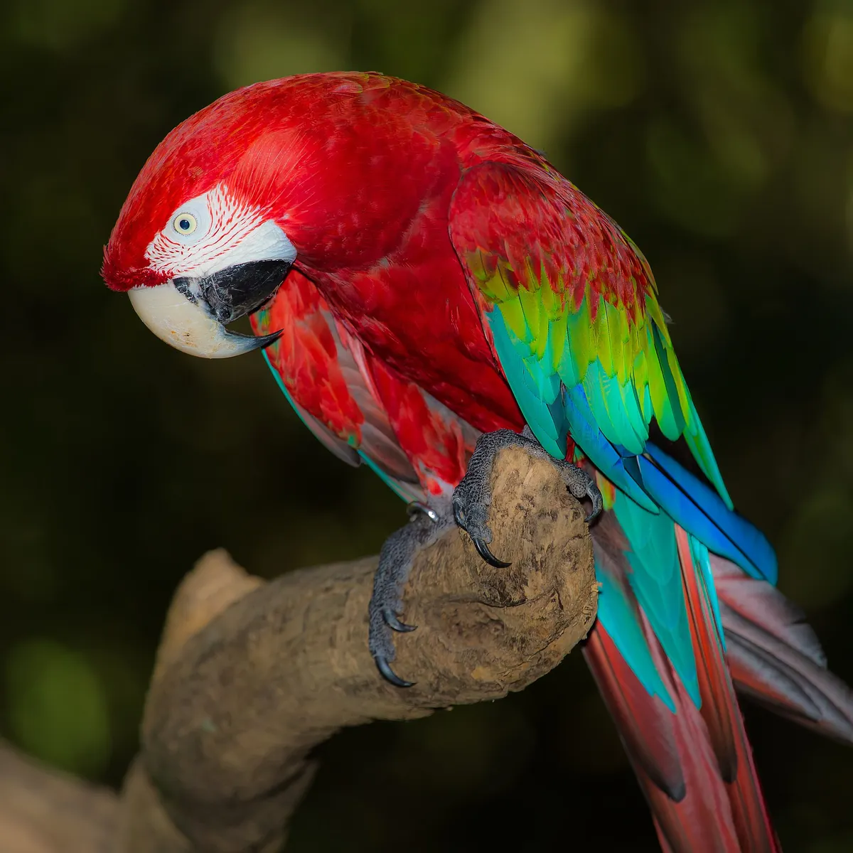 Zooparque Itatiba