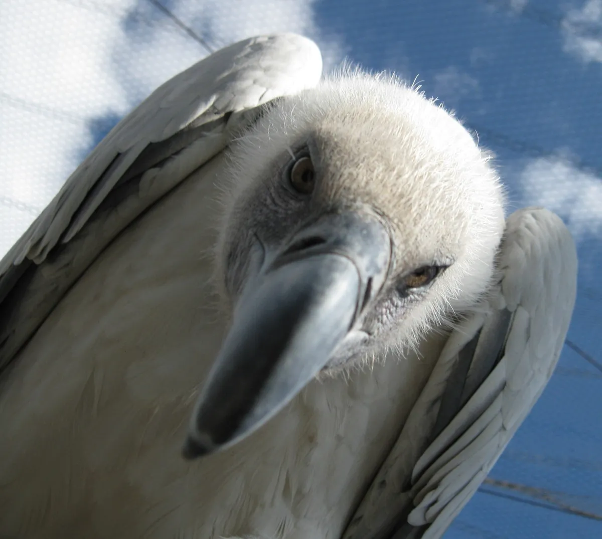 ABQ BioPark Zoo