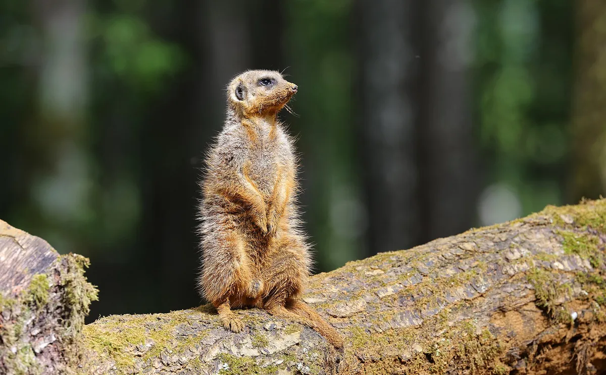 Domaine zoologique de Pescheray