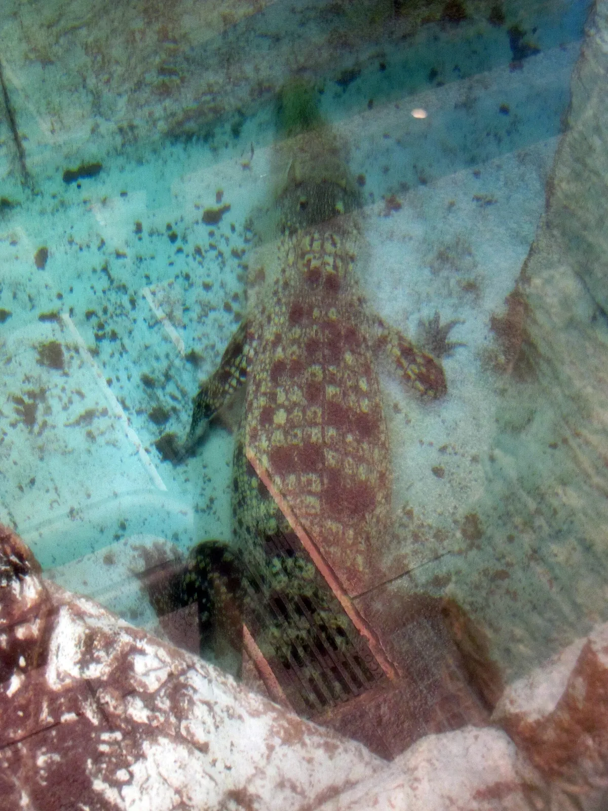 Shark Reef Aquarium at Mandalay Bay