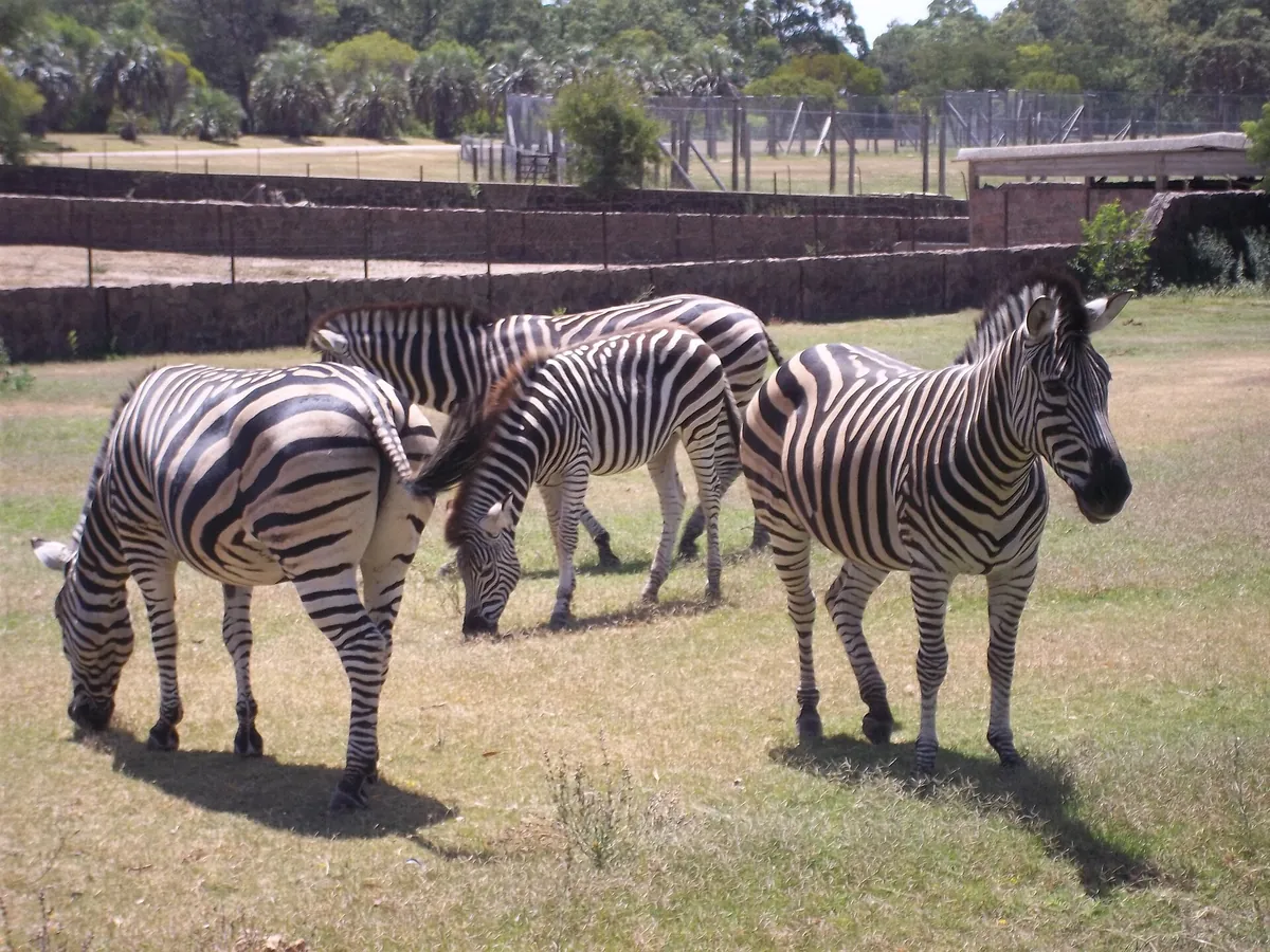 Parque Lecocq