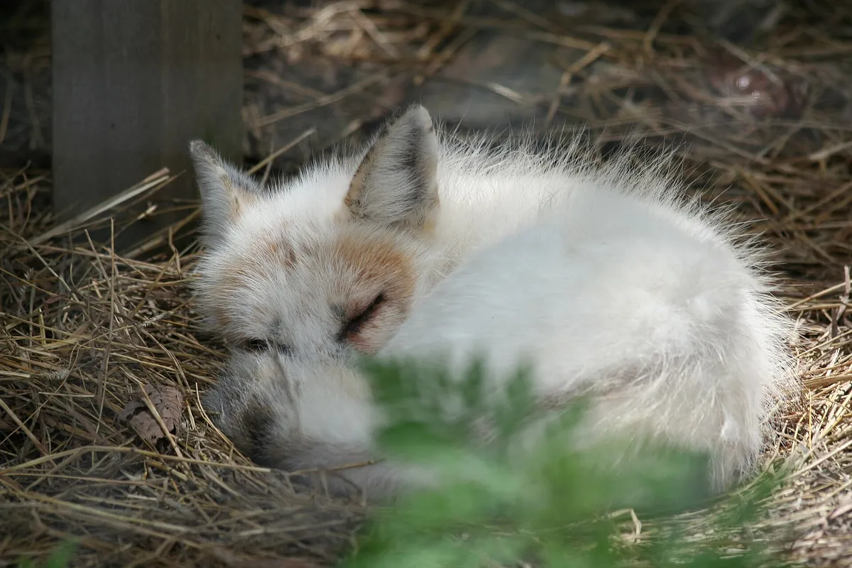 Papanack Park Zoo